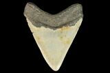 Fossil Megalodon Tooth - North Carolina #124642-2